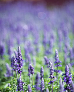 Piante che facilitano la trasmutazione e sublimazione del potenziale sessuale La trasmutazione e la sublimazione del potenziale sessuale implica la trasformazione delle secrezioni sessuali (principalmente lo sperma nel caso degli uomini e i fluidi mestruali nel caso delle donne) in energia sottile per poi essere direzionata in senso ascendente verso i piani superiori dell