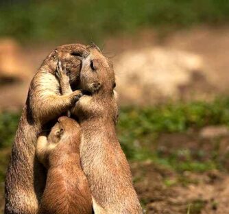 La fratellanza è un sentimento molto profondo e puro a cui credo che la nostra anima aspiri fortemente, ma che anche molto velocemente rischiamo di dimenticare. Quando viviamo questa dimensione di solito ci sentiamo d